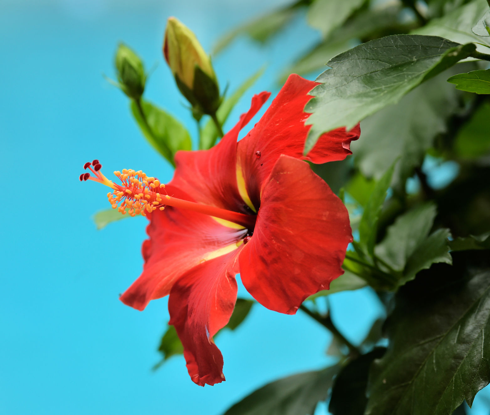Hibiscus
